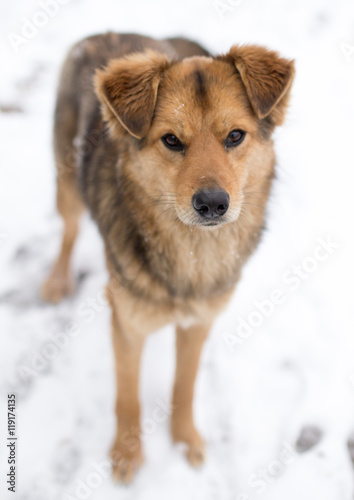 dog portrait outdoors in winter