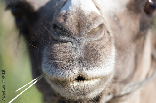 mouth of a camel © schankz
