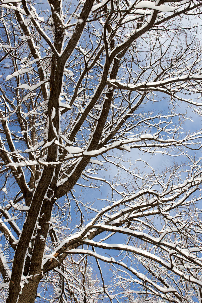Snow on the tree against the blue sky Snow on the tree against the blue sky