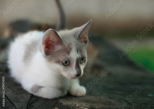 fluffy kitten © olena