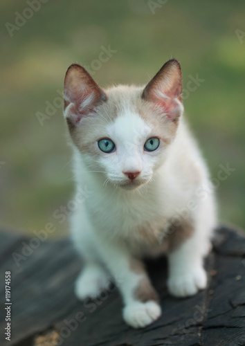cute kitten