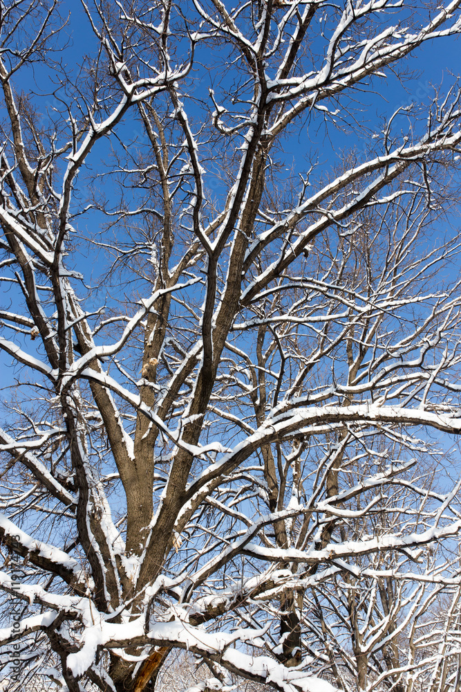 Fototapeta premium Snow on the tree against the blue sky