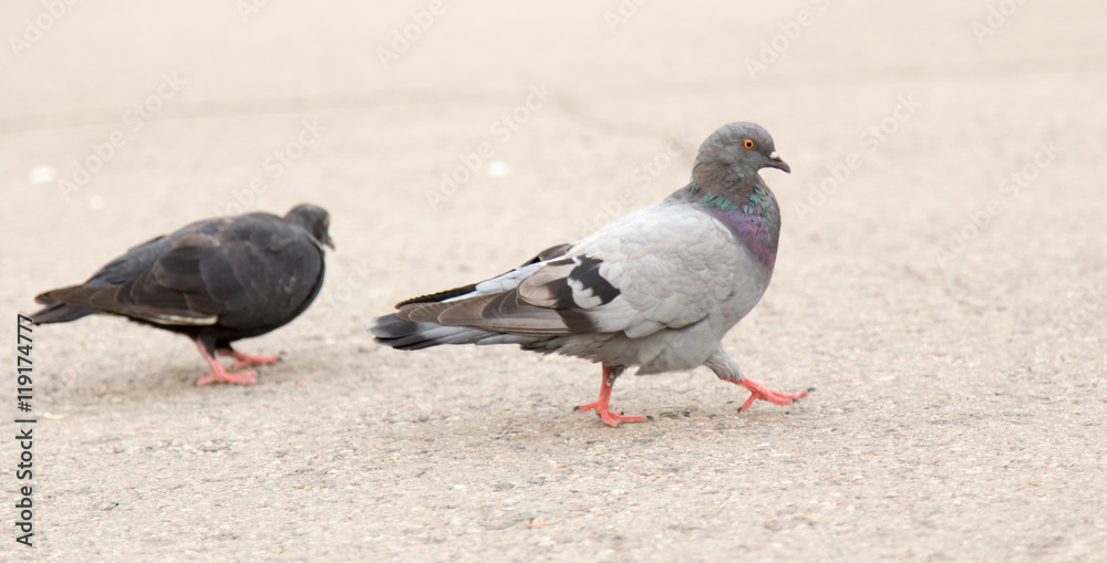 dove on the road dove on the road