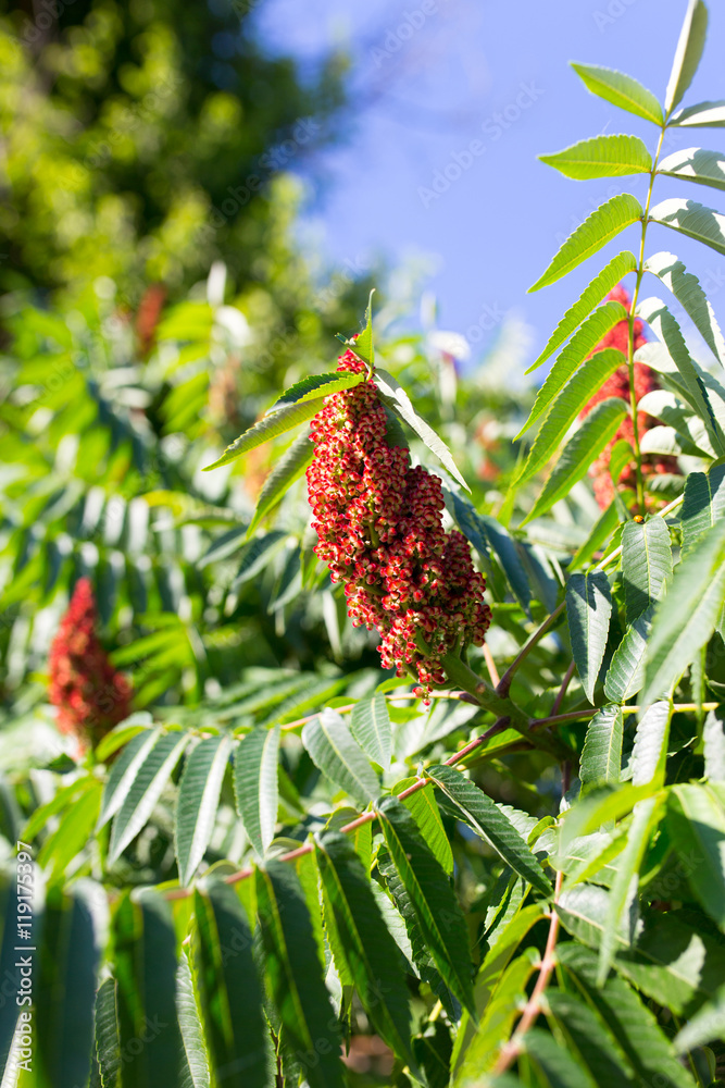 flower bud on a tree in nature flower bud on a tree in nature