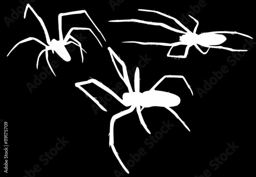 three isolated small white spiders illustration
