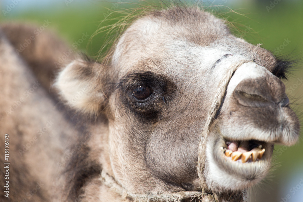 Fototapeta premium Camel in nature
