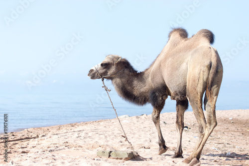 Camel near the sea