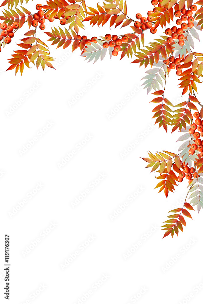 Colorful autumn foliage isolated on white background. Indian sum Colorful autumn foliage isolated on white background. Indian sum