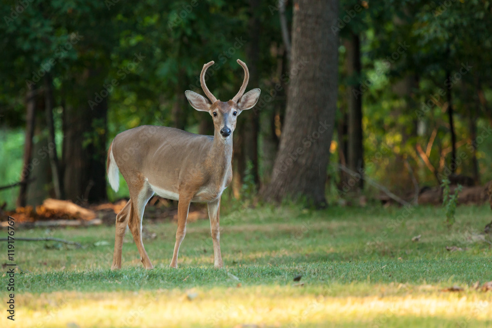 Whitetail Buck Deer