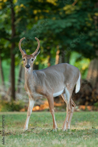Whitetail Buck Deer