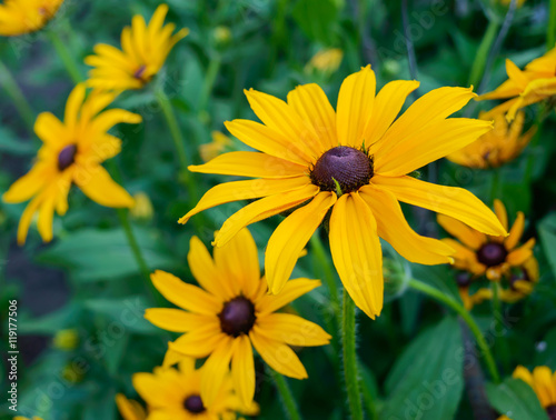 Yellow summer flowers - rudbeckia against a background of nature. Close-up.