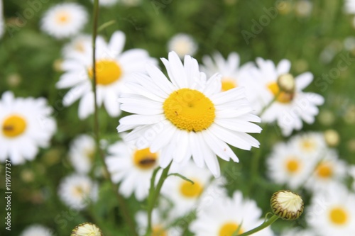 Fototapeta Naklejka Na Ścianę i Meble -  beautiful white daisies flowers bloom
