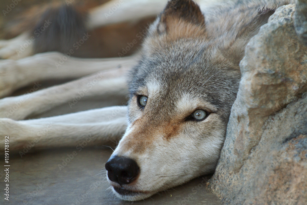 Obraz premium Wolf, Folsom Zoo