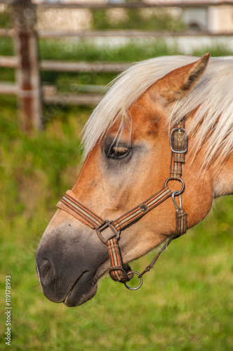 Haflinger