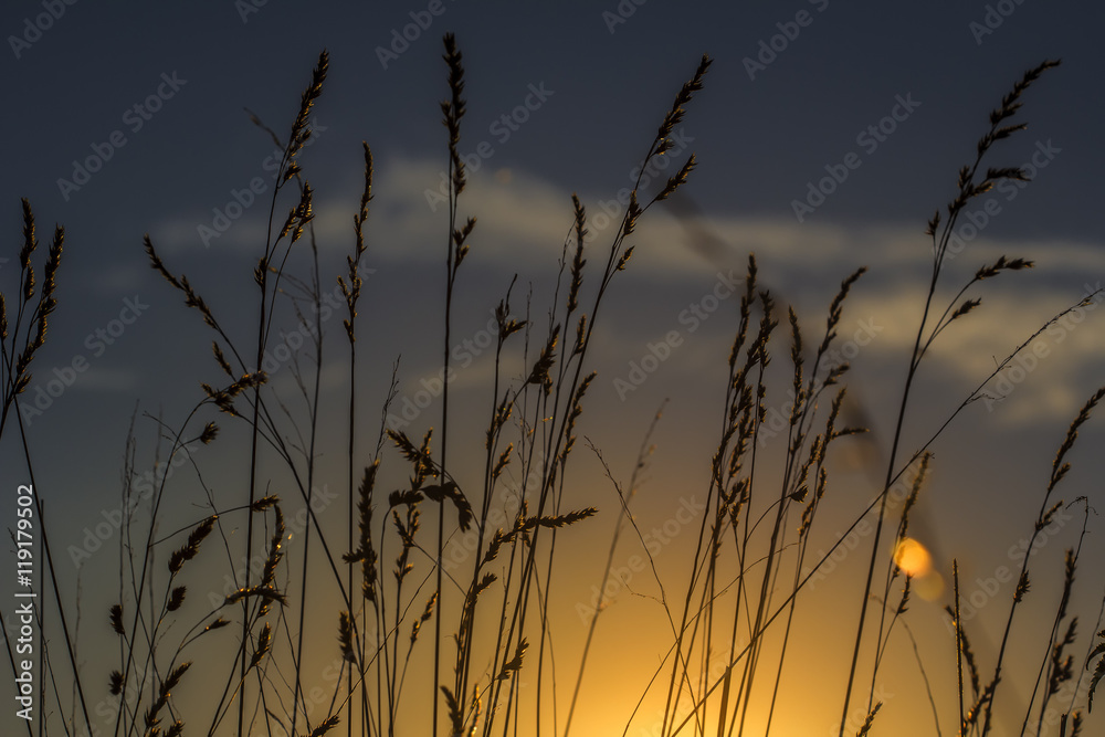 Fototapeta premium Silence