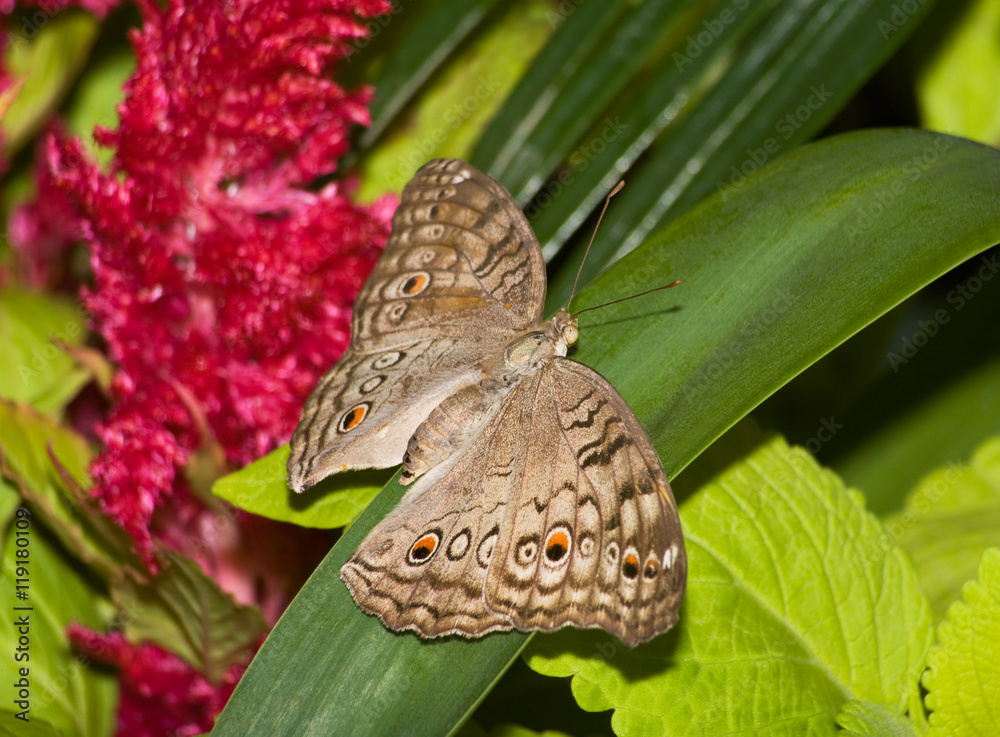 Fototapeta premium Butterfly, Gray Pansy