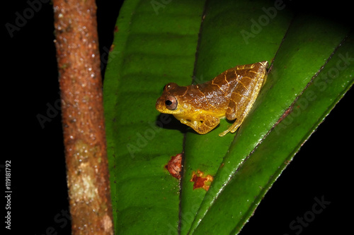 Dendrosophus sp. croacking at night photo