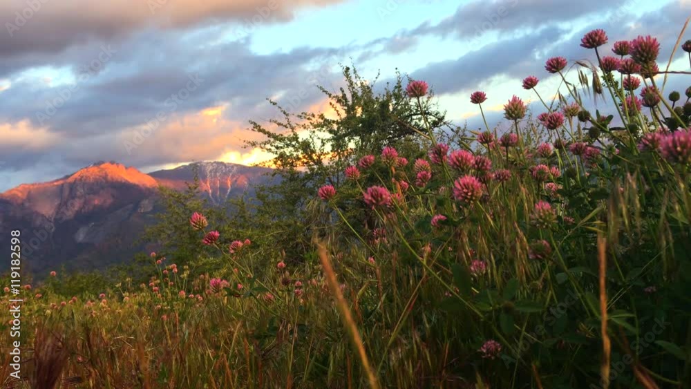 Castle Rock Wild Clover Flowers View from Generals Highway Sequoia California USA