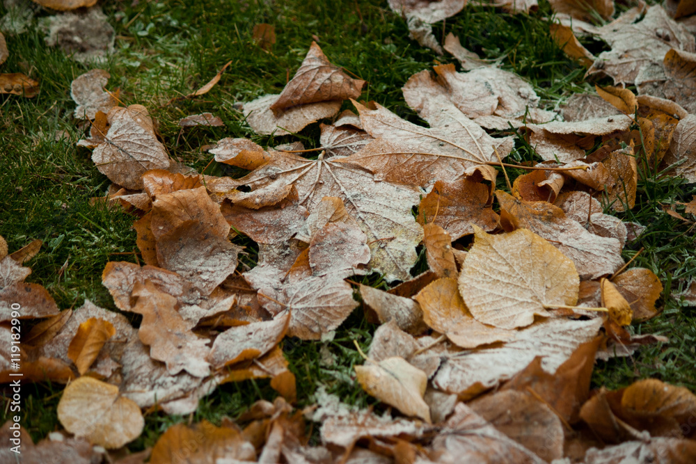 Beginning of winter, end of autumn, leaves under snow, frozen