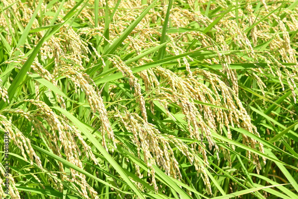 rice field