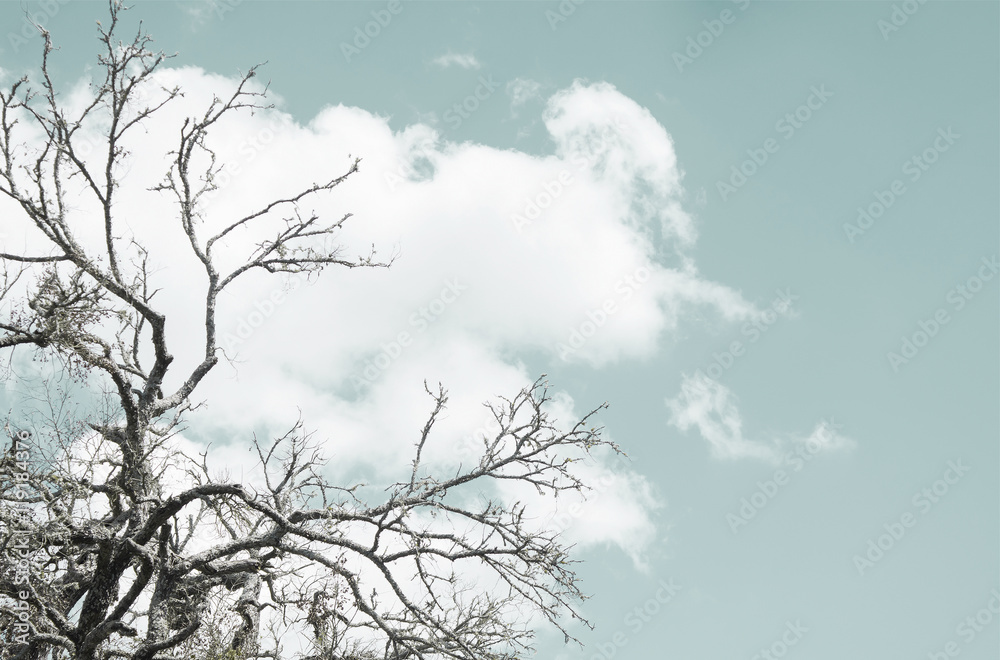 Big tree without leave and blue sky white clouds for background, Big tree without leave and blue sky white clouds for background,