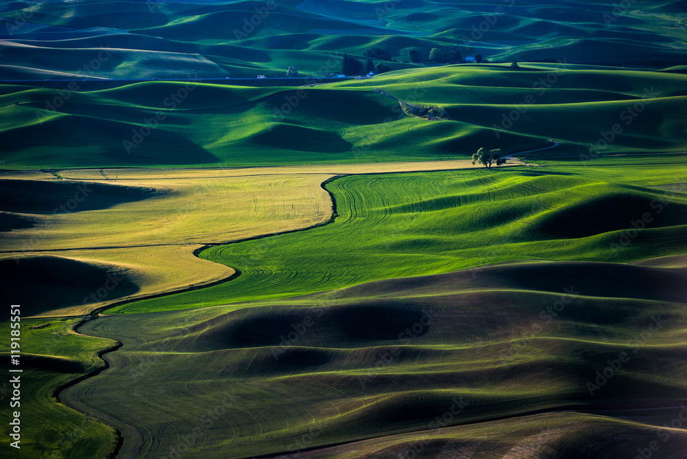 Fototapeta The rolling wheat fields. Location in Steptoe, Washington, United States