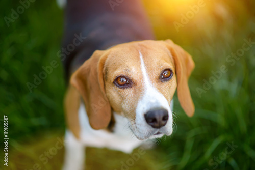 beagle dog looking at camera