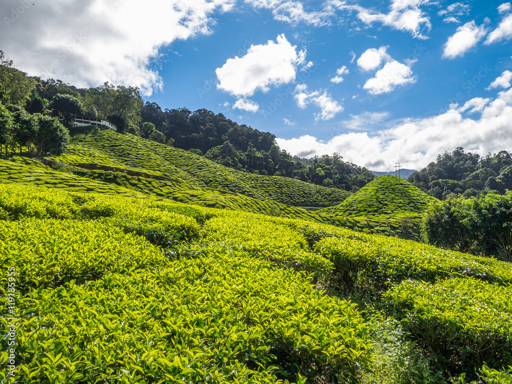Tea plantation in the Cameron highlands Tea plantation in the Cameron highlands