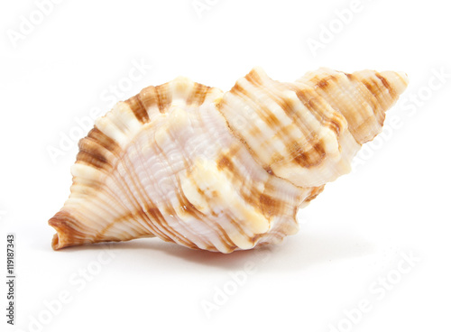 Seashell © onairjiw