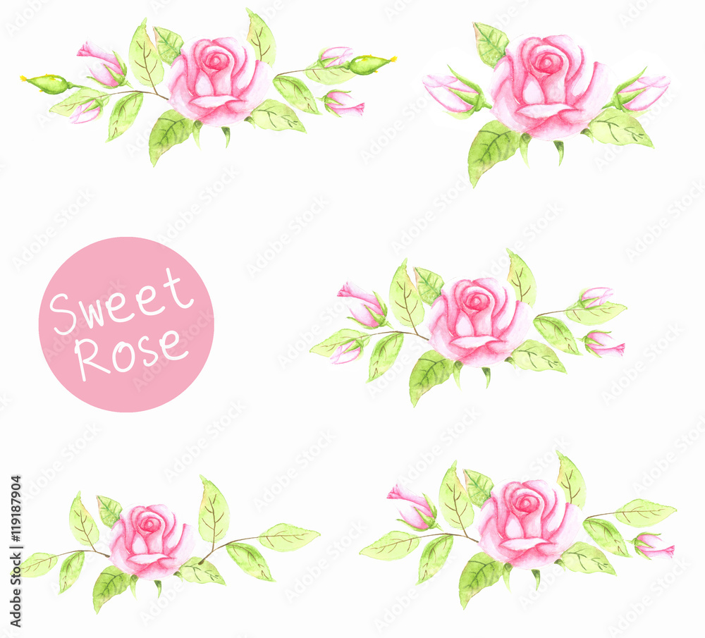Pink Rose, Watercolor painting isolated on white background