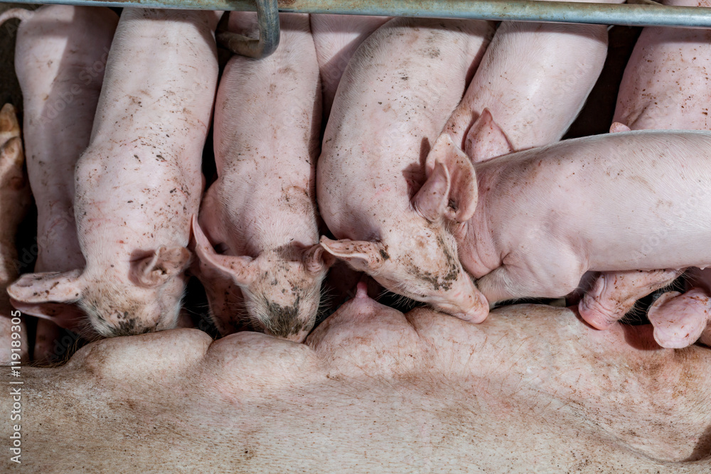 Newborn piglets are trying to suckle from its mother pig. Scramb Newborn piglets are trying to suckle from its mother pig. Scramb
