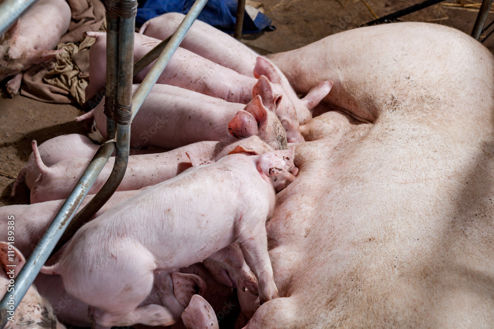 Newborn piglets are trying to suckle from its mother pig. Scramb Newborn piglets are trying to suckle from its mother pig. Scramb