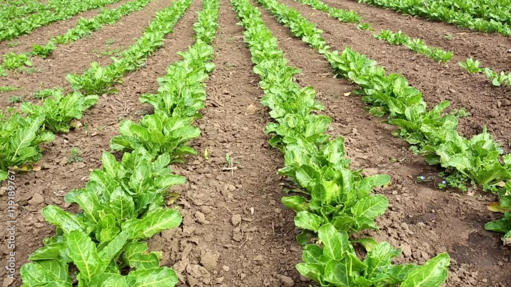 Field with rows of sugar beet – hd video Field with rows of sugar beet – hd video