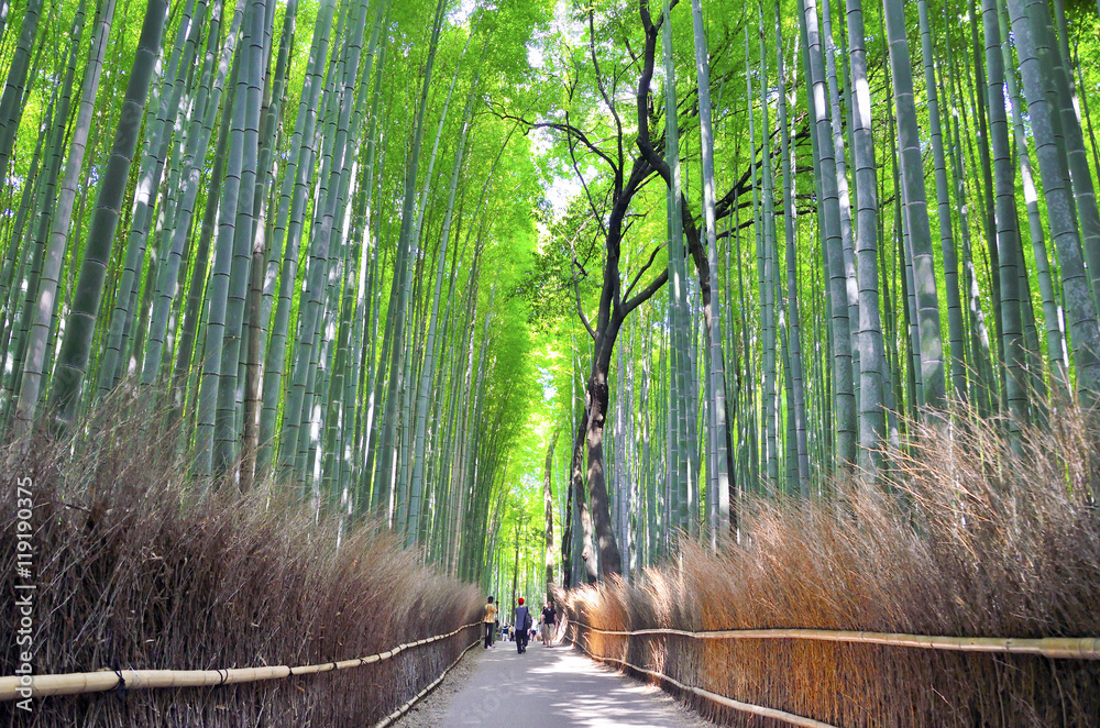 Naklejka premium 竹林の道：京都 