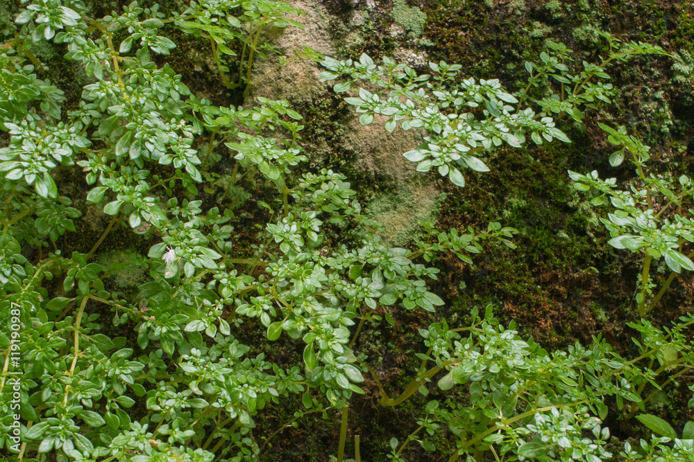 Green fern and moss growing on wall