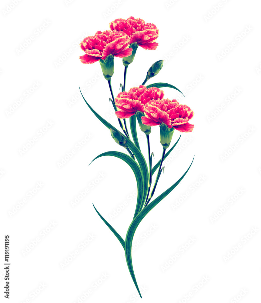 Bouquet of flowers carnation. Bouquet of flowers carnation.