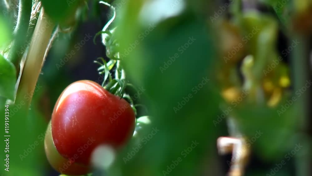 Organic tomatoes in a home garden