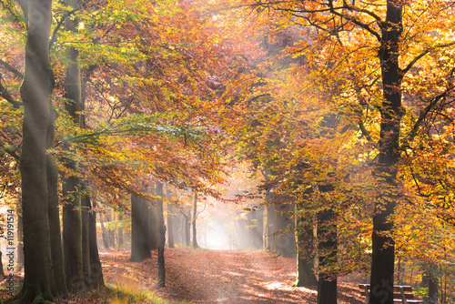 Sunbeams in a forest in autumn