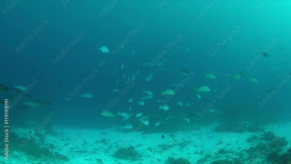 Coral reef in Philippines with plenty fish. 4k footage Coral reef in Philippines with plenty fish. 4k footage