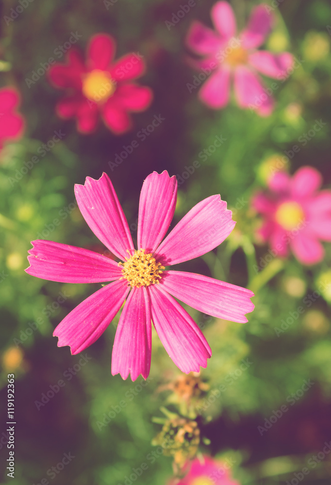 Fototapeta premium Pink cosmos flowers on grunge texture. Pink purple flowers, Soft.