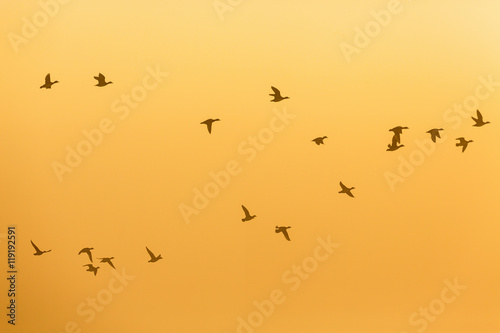Flock of Geese at sunset on the sky