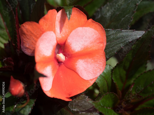 Fototapeta Naklejka Na Ścianę i Meble -  orange flowers