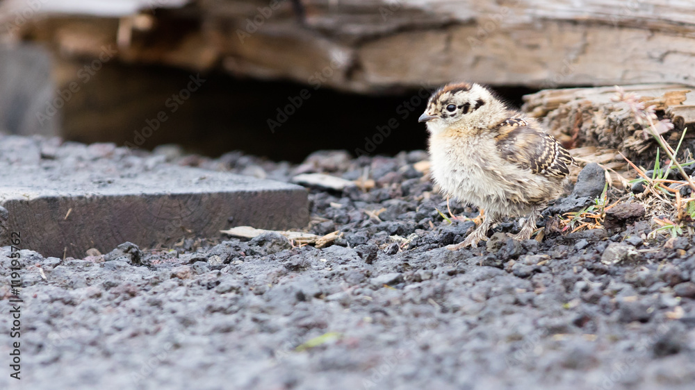 Fotografie Rock ptarmigan (Lagopus mutus) chick