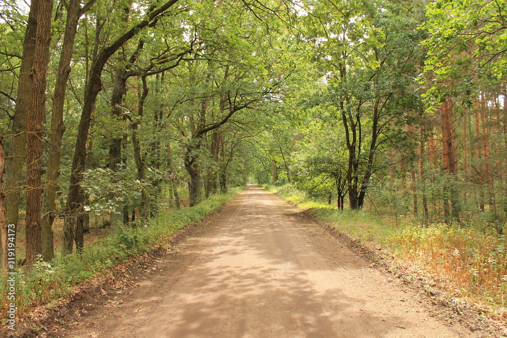 Fototapeta premium Waldstraße