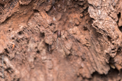 Long-bodied Cellar Spider  