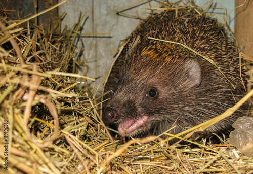 Hedgehog who lives in the booth. Hay. Animal photo