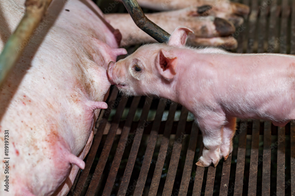 Newborn piglets are trying to suckle from its mother pig. Scramb Newborn piglets are trying to suckle from its mother pig. Scramb