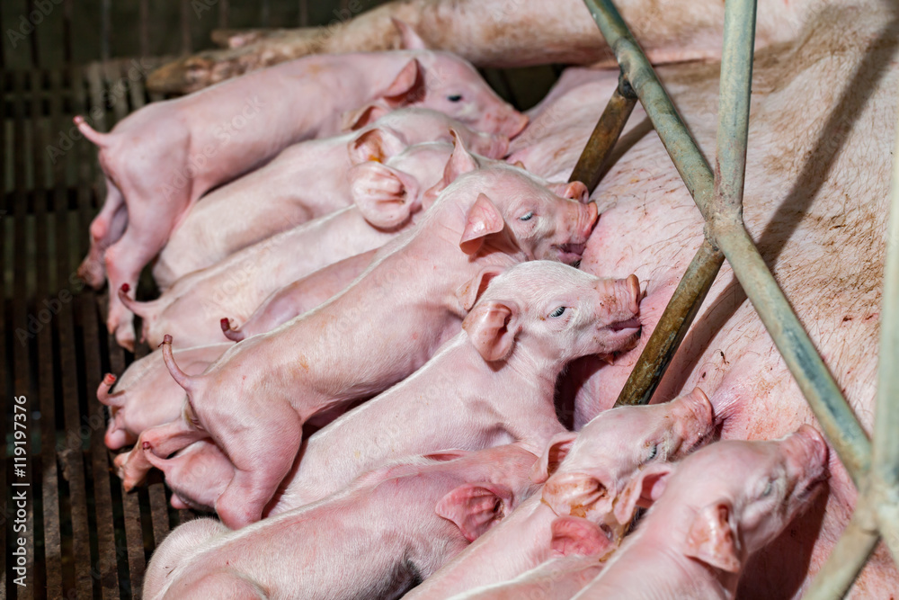 Newborn piglets are trying to suckle from its mother pig. Scramb Newborn piglets are trying to suckle from its mother pig. Scramb