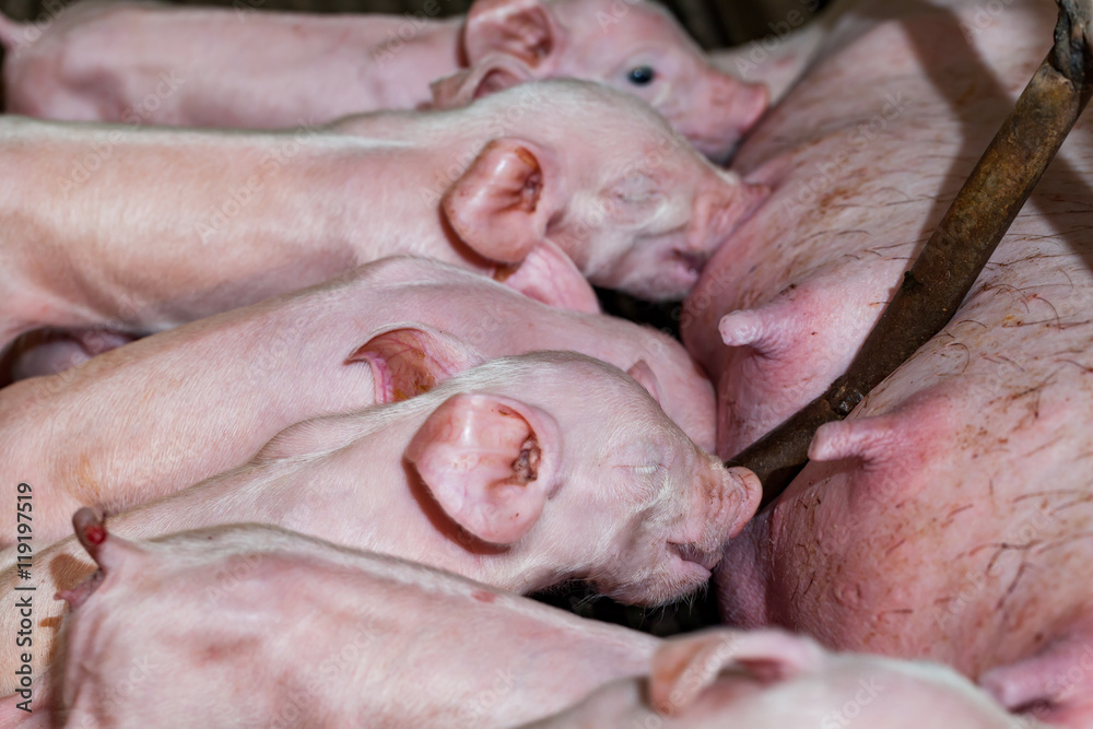 Newborn piglets are trying to suckle from its mother pig. Scramb Newborn piglets are trying to suckle from its mother pig. Scramb