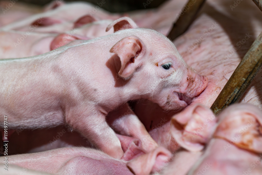 Newborn piglets are trying to suckle from its mother pig. Scramb Newborn piglets are trying to suckle from its mother pig. Scramb